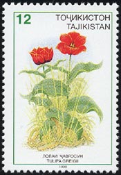 トゥリパ・グレイギー Tulipa greigii