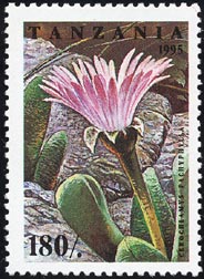 ケロクラミス・パキフィラ Cerochlamys pachyphylla