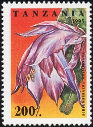 スクルムベルゲラ・オルッシキアーナ Schlumbergera orssichiana