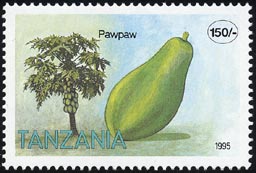 Carica papaya