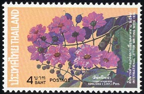 Lagerstroemia speciosa