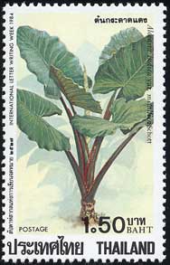 クワズイモの1種　Alocasia indica var. metallica