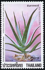 アロエ・ベラ　Aloe barbadensis