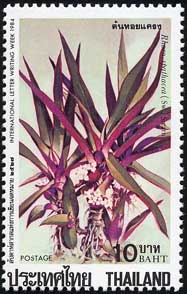 ムラサキオモト Rhoeo spathacea