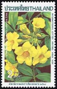 Allamanda cathartica