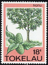 Nonu Morinda citrifolia