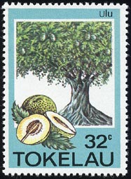 Ulu Artocarpus altilis