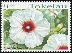 イポモエア・リットラリス Ipomoea littoralis