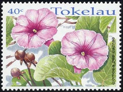 グンバイヒルガオ Ipomoea pes-caprae