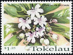 クサトベラ Scaevola taccada