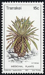 Euphorbia bupleurifolia　鉄甲丸