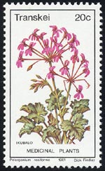Pelargonium reniforme