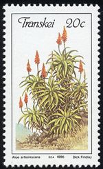 Aloe arborescens