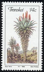 Aloe ferox