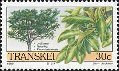 イチジク属の一種　Ficus natalensis