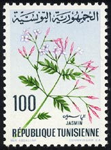 Jasminum officinale