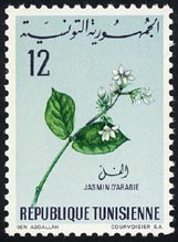 Jasminum sambac