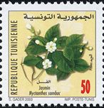 Jasminum sambac