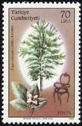 オリエントブナ Fagus orientalis