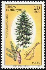 ピケア・オリエンタリス　Picea orientalis