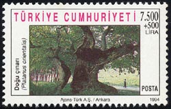 Platanus orientalis