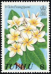 シロバナインドソケイ Plumeria alba
