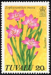 ゼフィランテス・ロセア Zephyranthes rosea