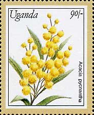 Acacia pycnantha