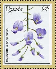 Bolusanthus speciosus