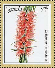 Callistemon lanceolatus