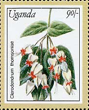 QyCNTM@Clerodendrum thomsoniae