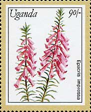 Epacris impressa