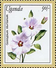 Gossypium sturtianum