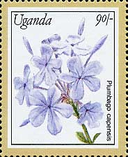 Plumbago auriculata