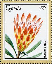 Protea repens