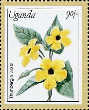 Thunbergia alata