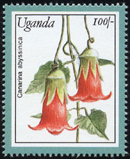 Canarina abyssinica