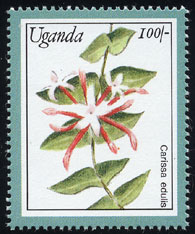 Carissa edulis