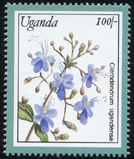Clerodendrum ugandense