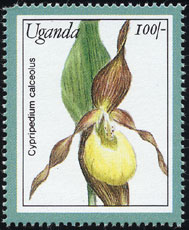 Cypripedium calceolus