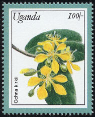 Ochna kirkii