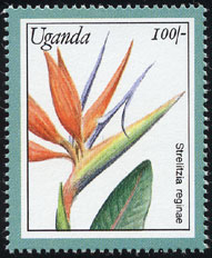 Strelitzia reginae