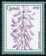 Wisteria sinensis