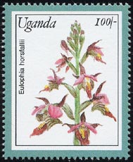 Eulophia horsfallii