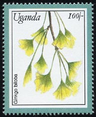 Ginkgo biloba