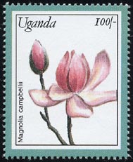 Magnolia campbellii