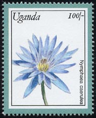 Nymphaea caerulea