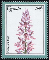 Orchis militaris