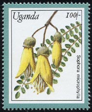 Sophora microphylla