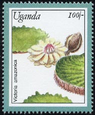 Victoria amazonica